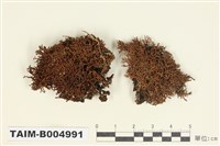 藏品(球粉衣屬 )的圖片